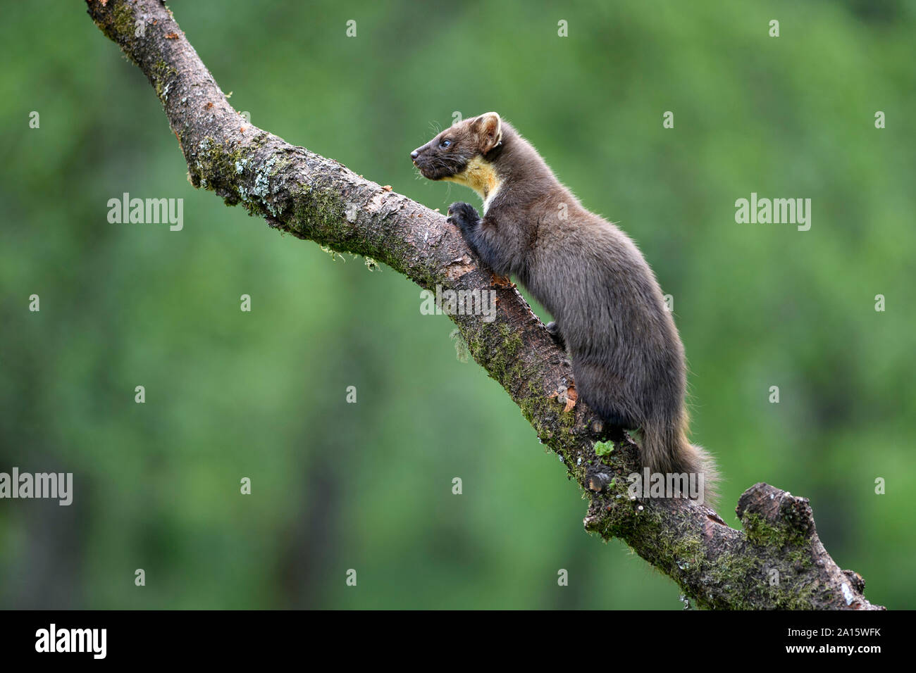 Pine marten on tree in forest at Scotland Stock Photo