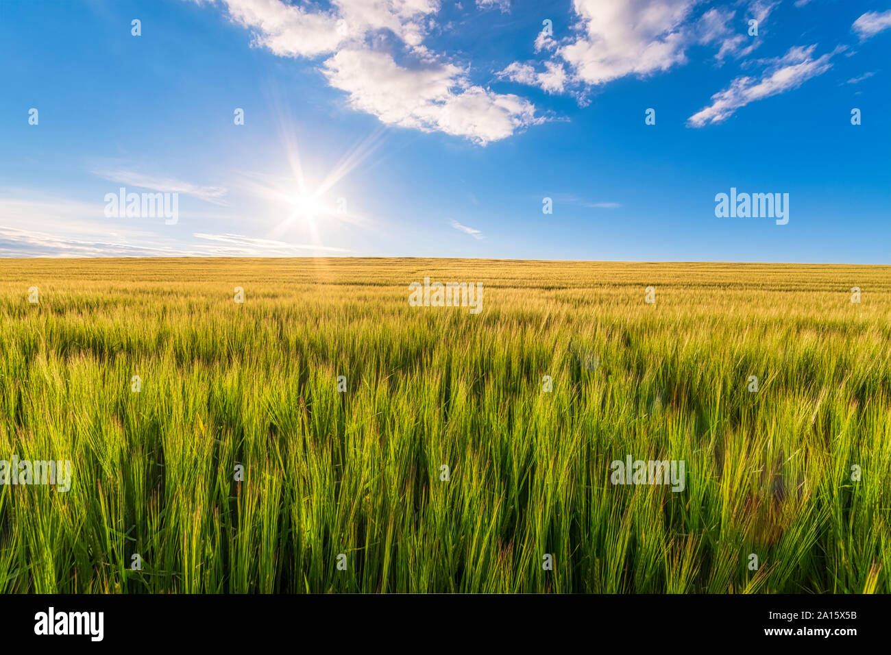UK, Scotland, East Lothian, Field of barley (Hordeum vulgare) on sunny day Stock Photo