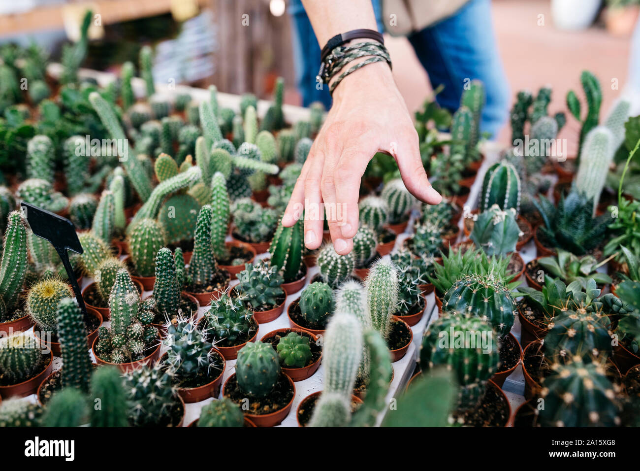 Close-up of a worker in a garden center grabbing a cactus Stock Photo