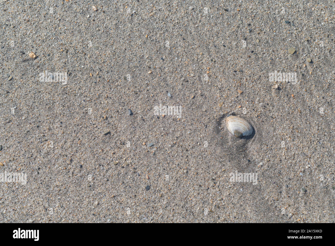Isolated seashell washed ashore on a sandy beach in Cornwall. Isolated ...