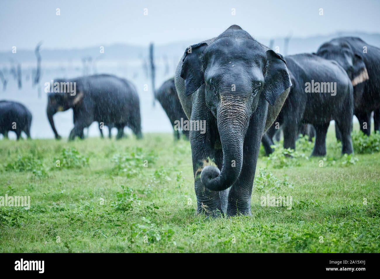 Asian elephant grazing against herd at Kaudulla National Park Stock Photo