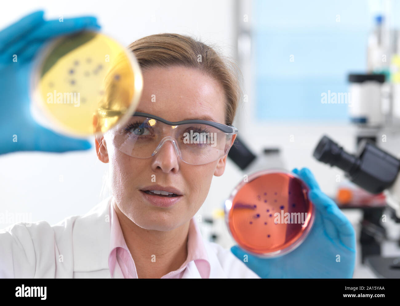 Microbiology, Scientist viewing cultures growing in petri dishes before placing them under a inverted microscope in the laboratory Stock Photo