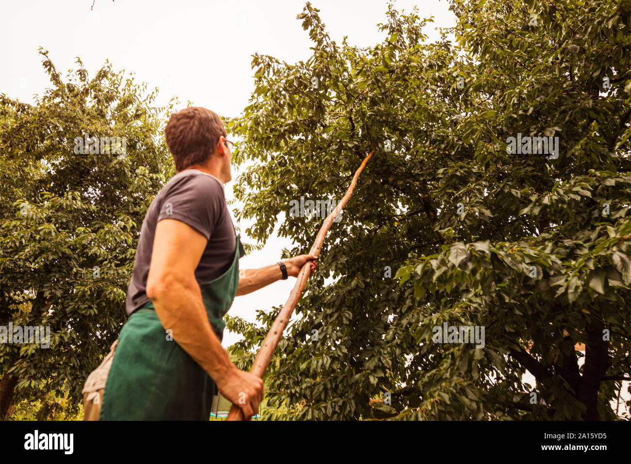 Shaking tree hi-res stock photography and images - Alamy