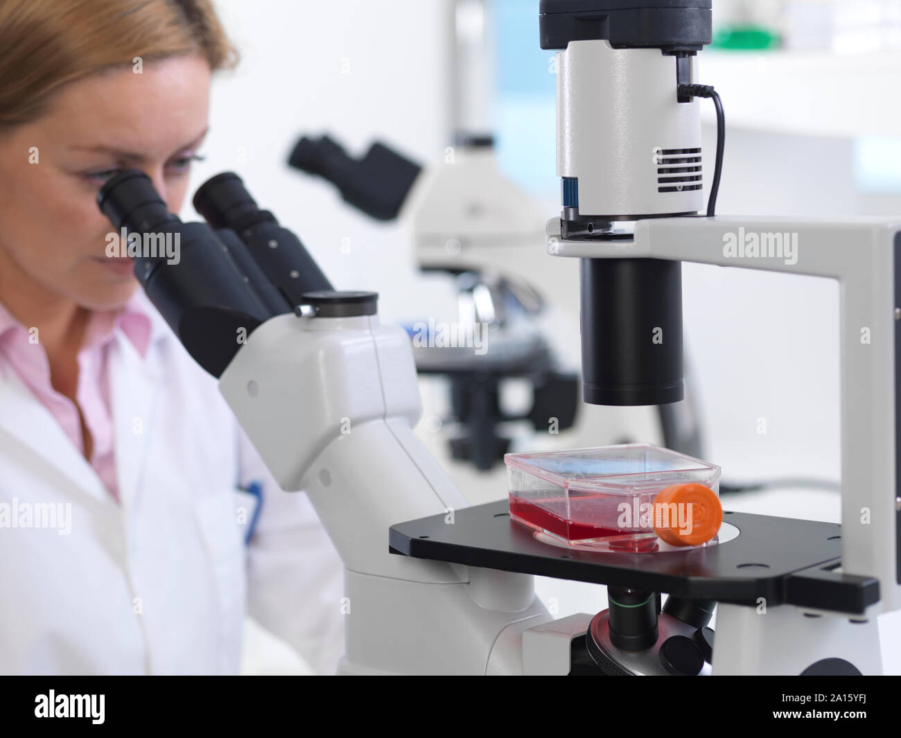 Cell biologist viewing a flask containing stem cells using a inverted microscope in the laboratory Stock Photo