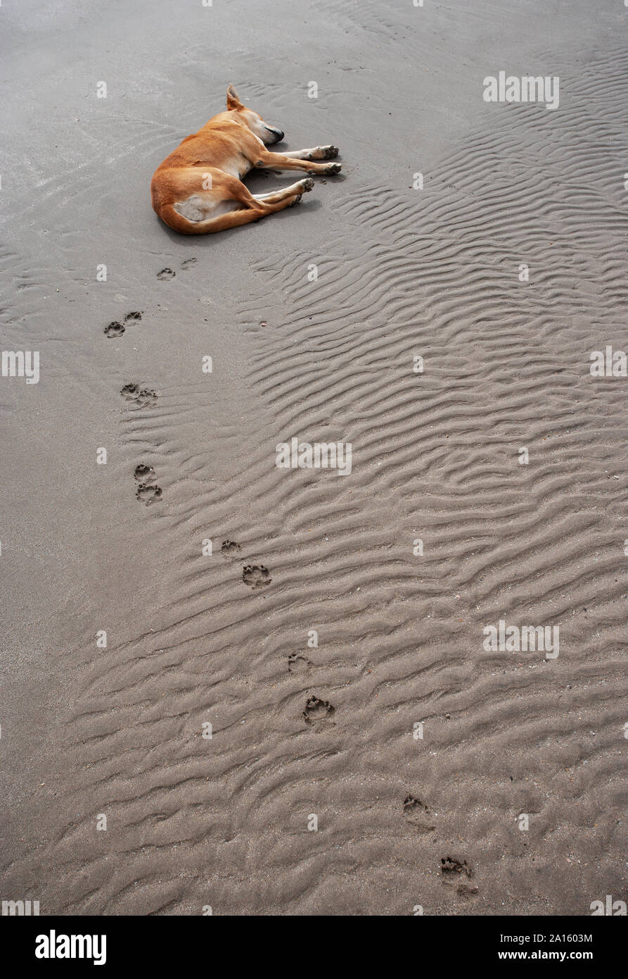 Sleeping dog at the beach, Sur, Oman Stock Photo