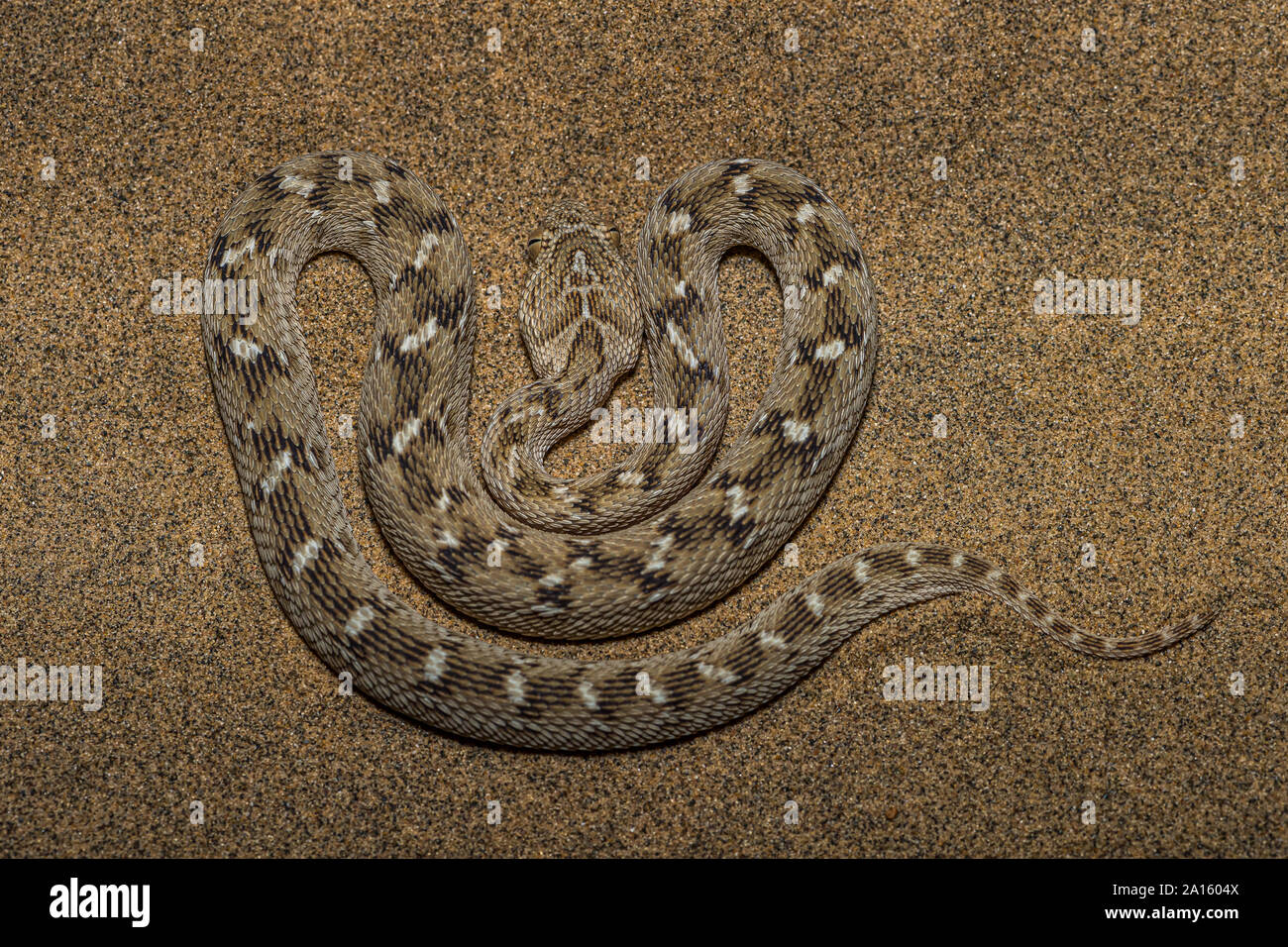 Saw scaled viper hires stock photography and images Alamy