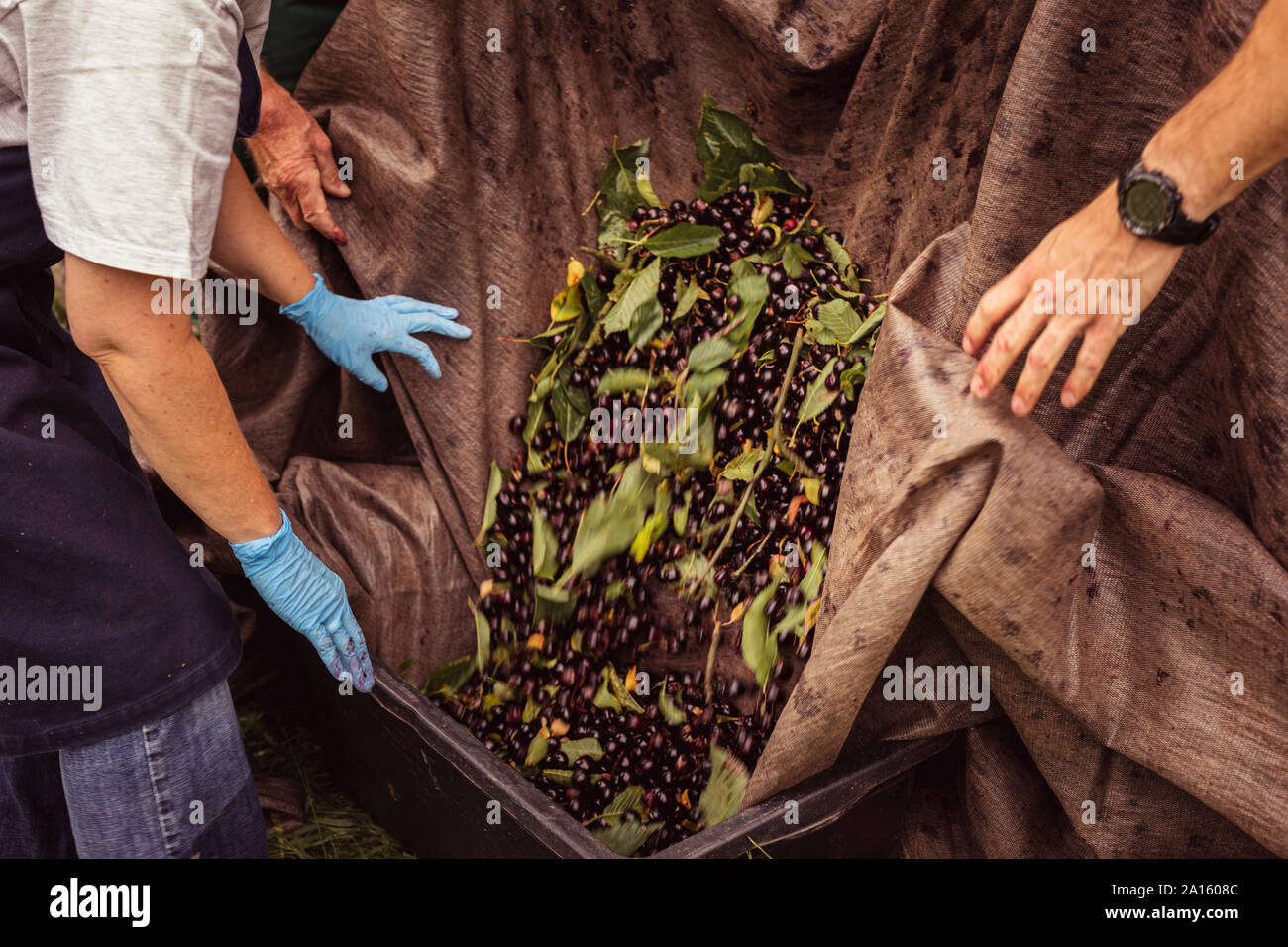 Workers during cherry harvest in orchard, pouring cherries into box Stock Photo