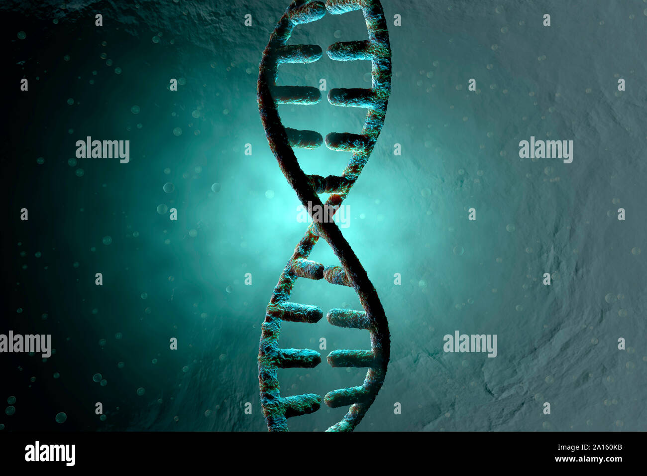 3D Rendered Illustration, visualization of a DNA double Helix which carry the genes of a biological organism Stock Photo