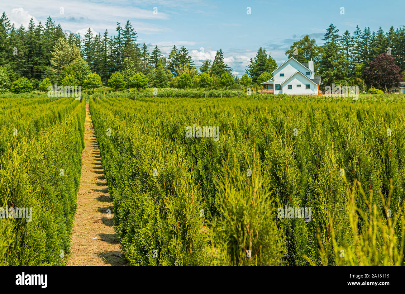 June Rows Tree Rows of Junipers Stock Photo - Alamy