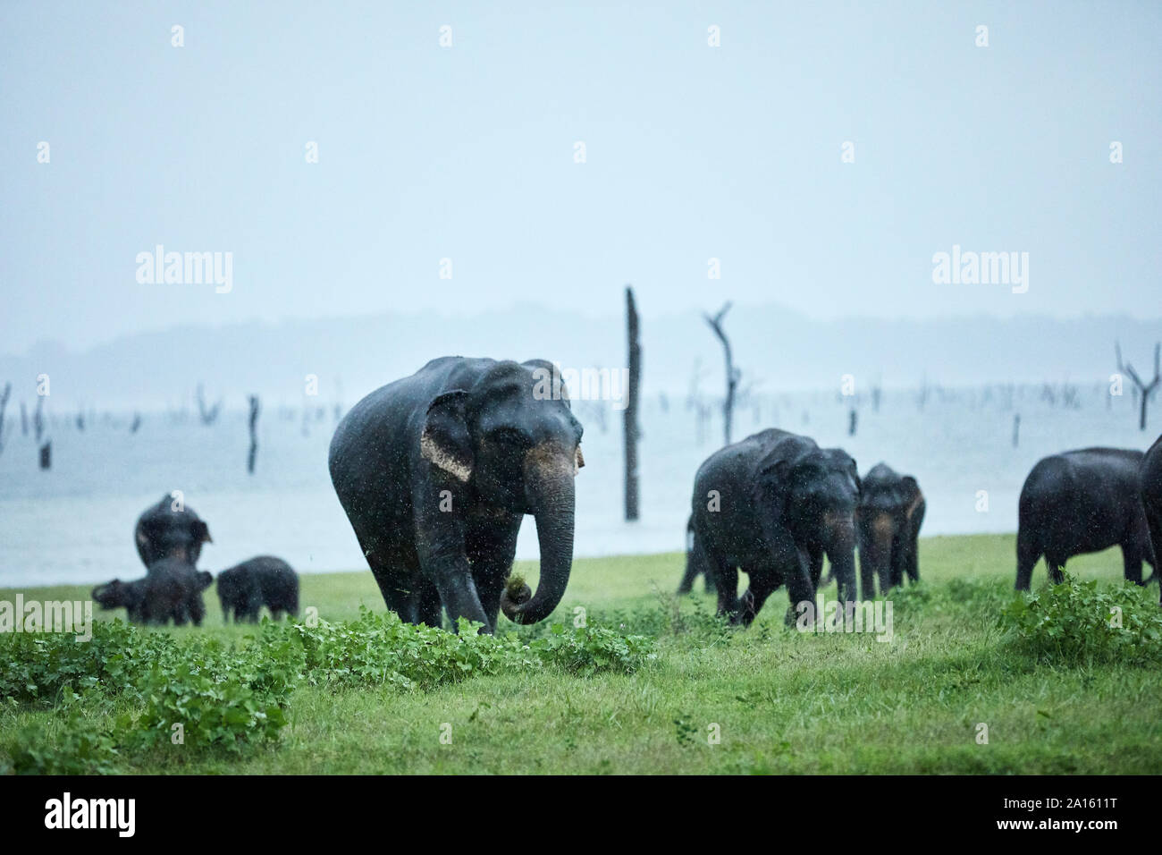Indian elephant family grazing at Kaudulla National Park against clear sky Stock Photo