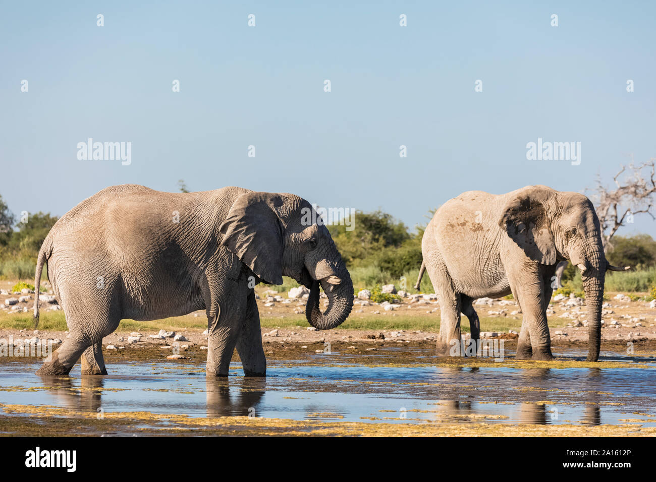 Namibia, Etosha National Park, two  African Elephants drinking at waterhole Stock Photo