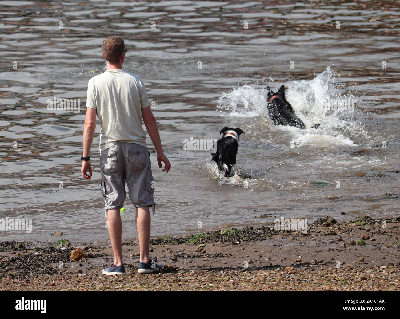 A man watches as two dogs running into water to retrieve a ball. Stock Photo