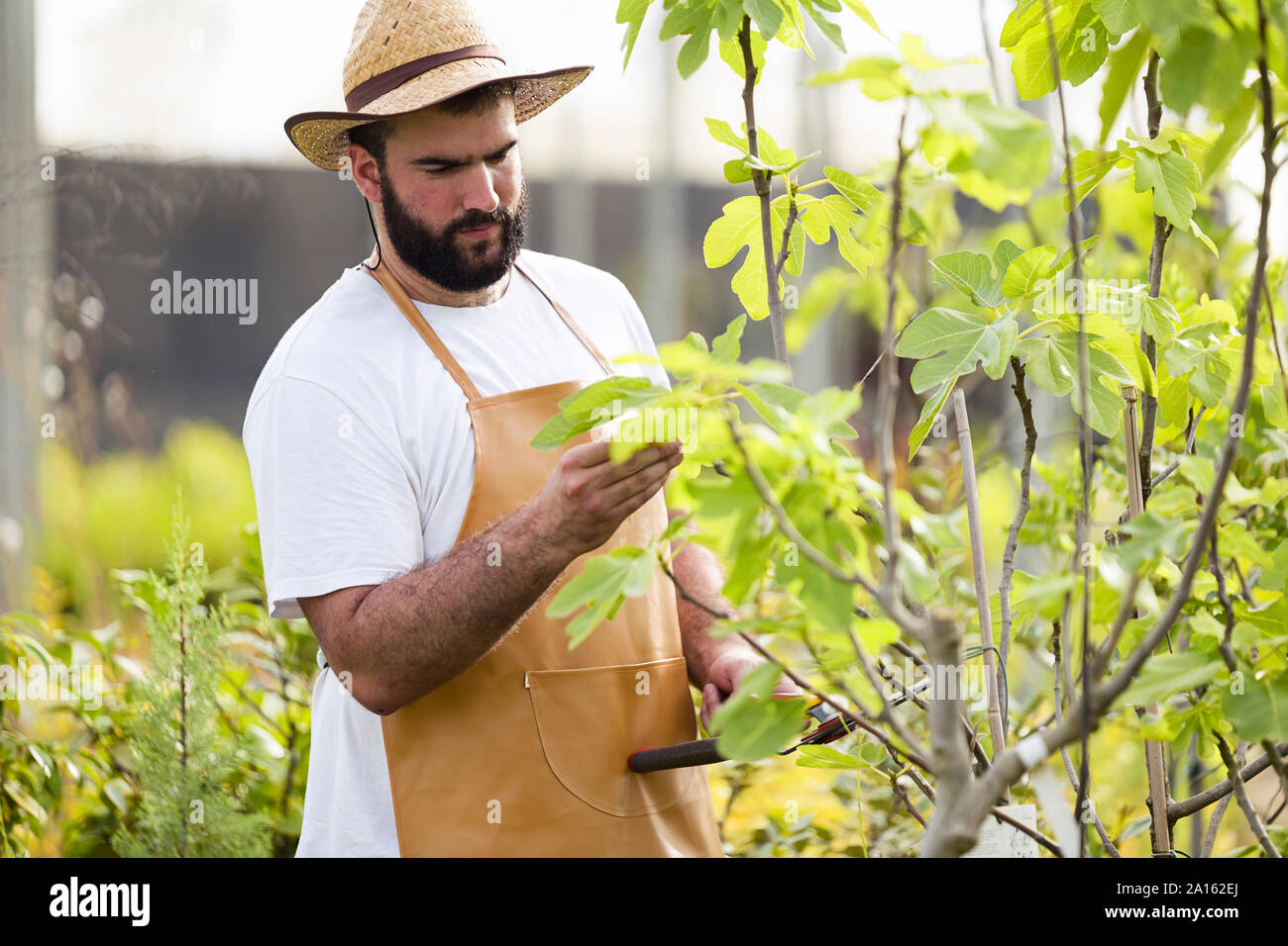 Young man examining plant in the greenhouse Stock Photo