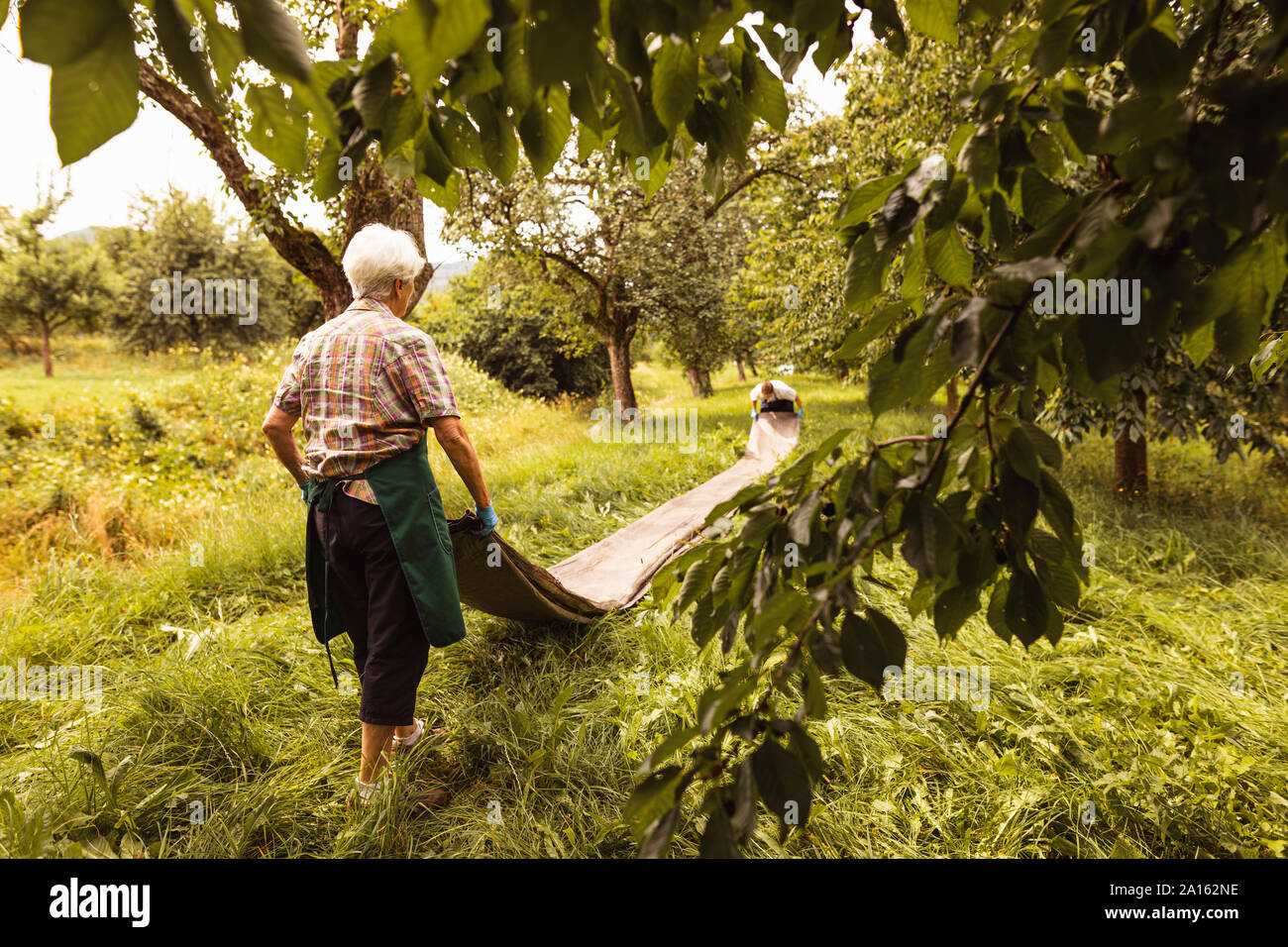 Senior woman with tarpaulin during cherry harvest in orchard Stock Photo
