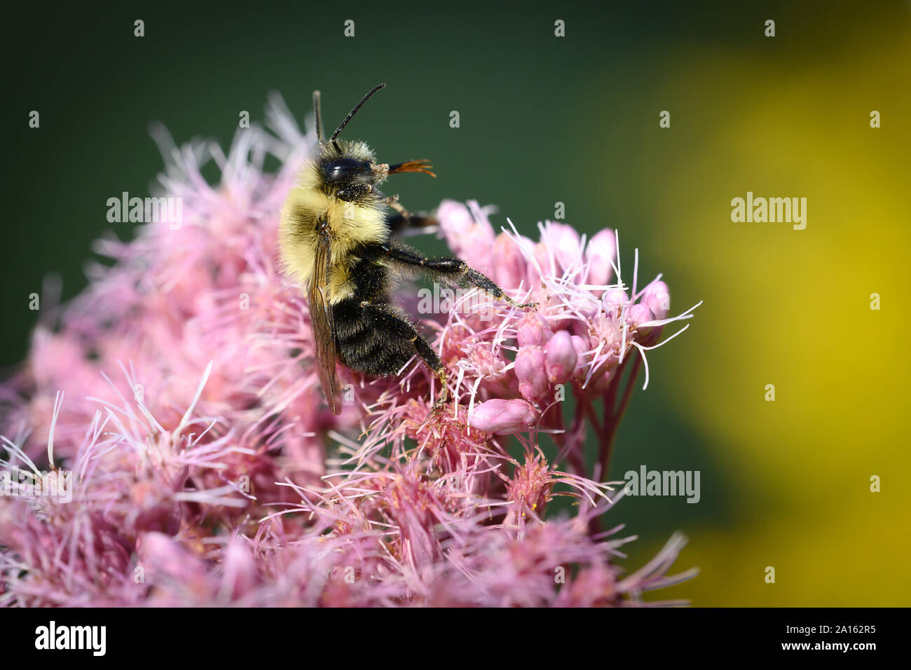 A Common Eastern Bumblebee sits back to groom itself on Spotted Joe-Pye Weed at the Dufferin Islands nature park in Niagara Falls, Canada. Stock Photo
