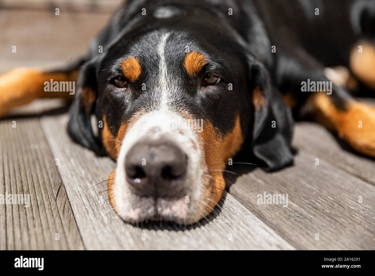 Portrait of sleepy dog lying on terrace Stock Photo