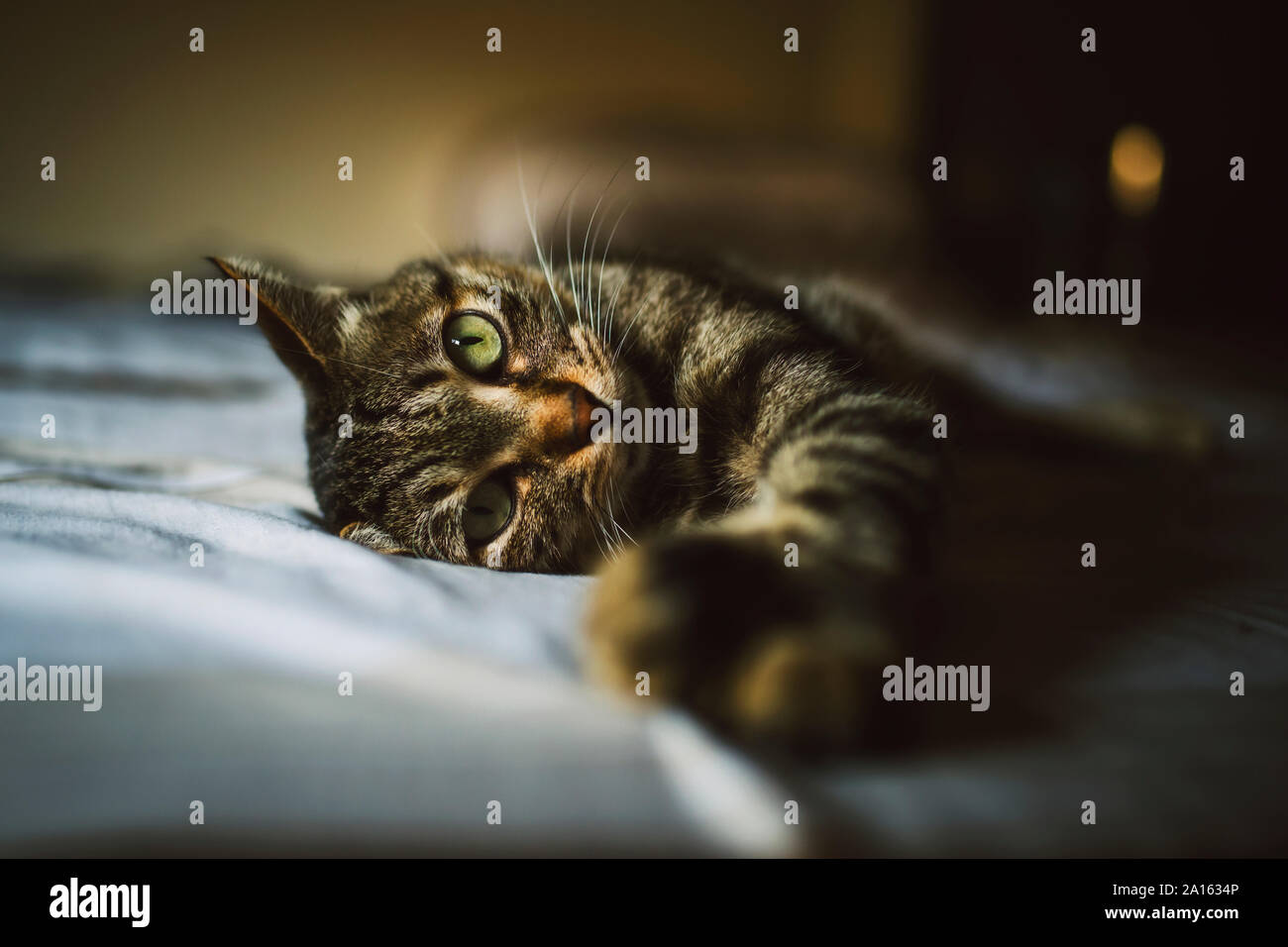 Portrait of tabby cat relaxing Stock Photo