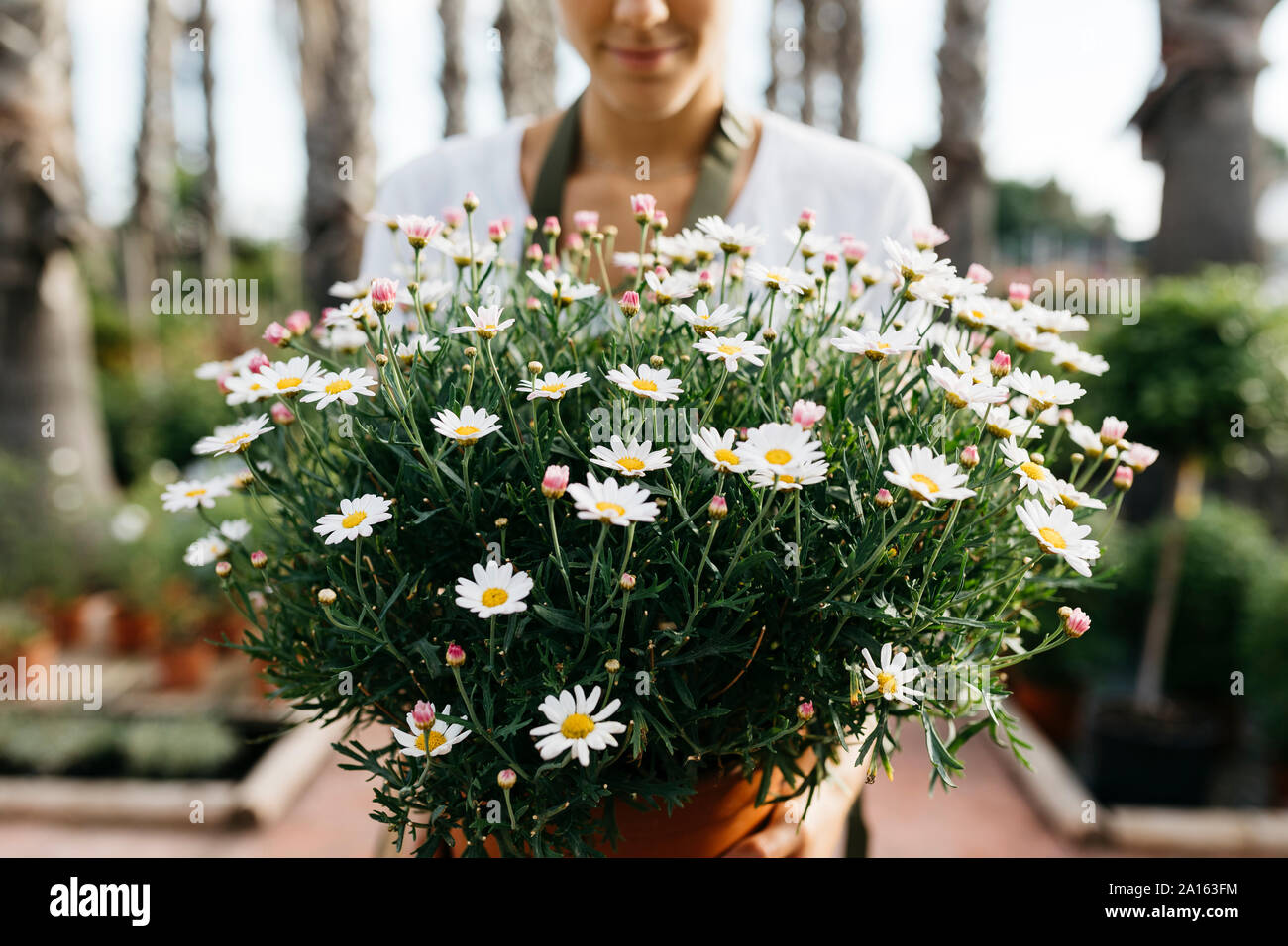 Female worker in a garden center holding a daisy plant Stock Photo - Alamy