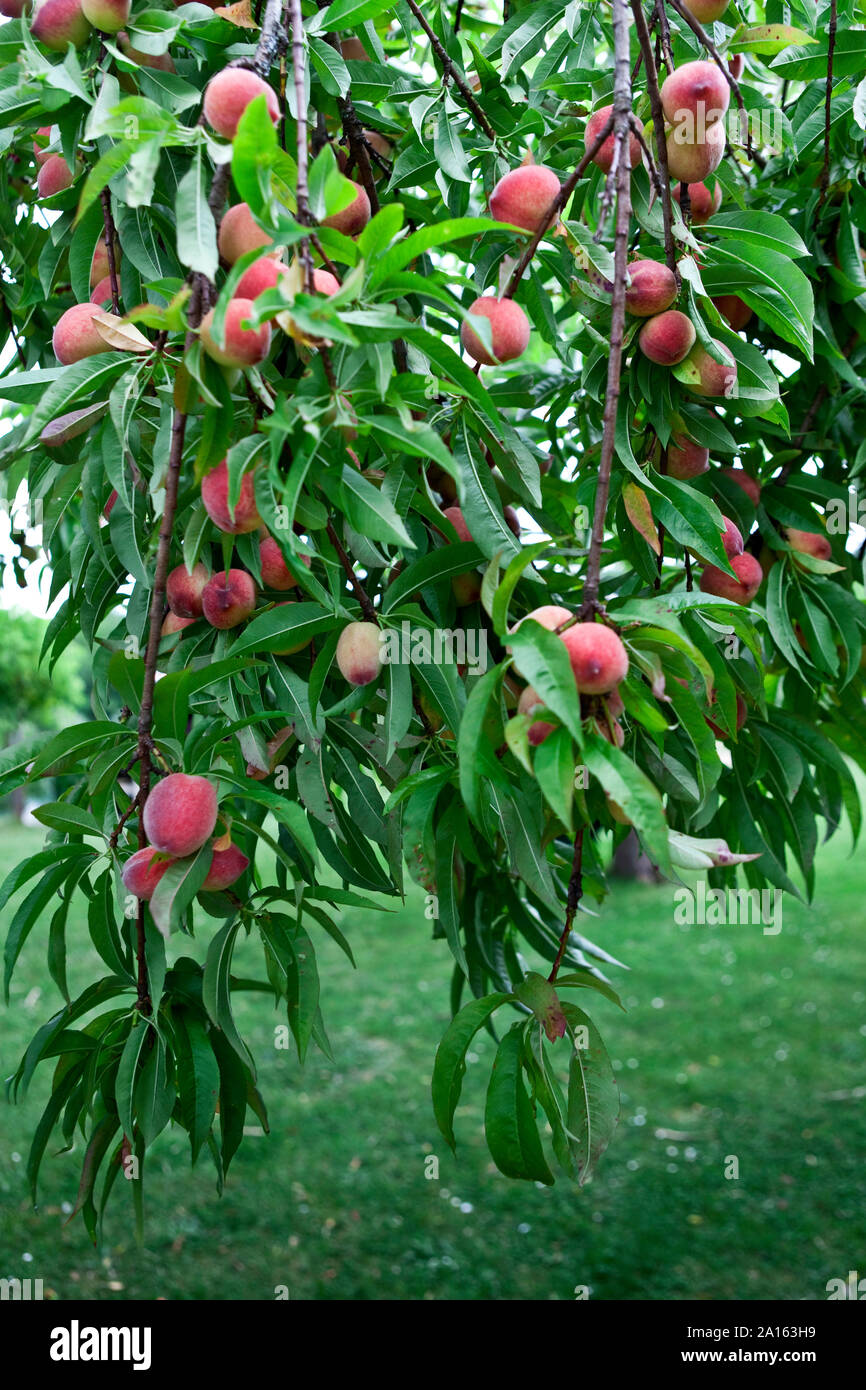 Many peaches on a tree in a garden Stock Photo