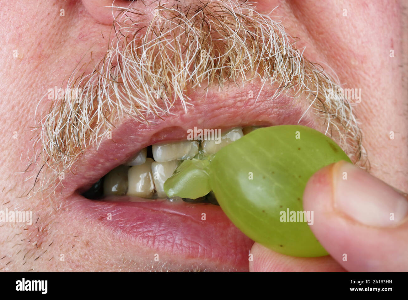 Old elderly mustachioed man  chews grapes berry  with yellow sore teeth. Studio food macro concept Stock Photo