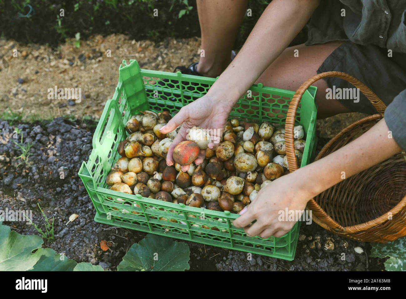Hand harvesting onions hi-res stock photography and images - Alamy