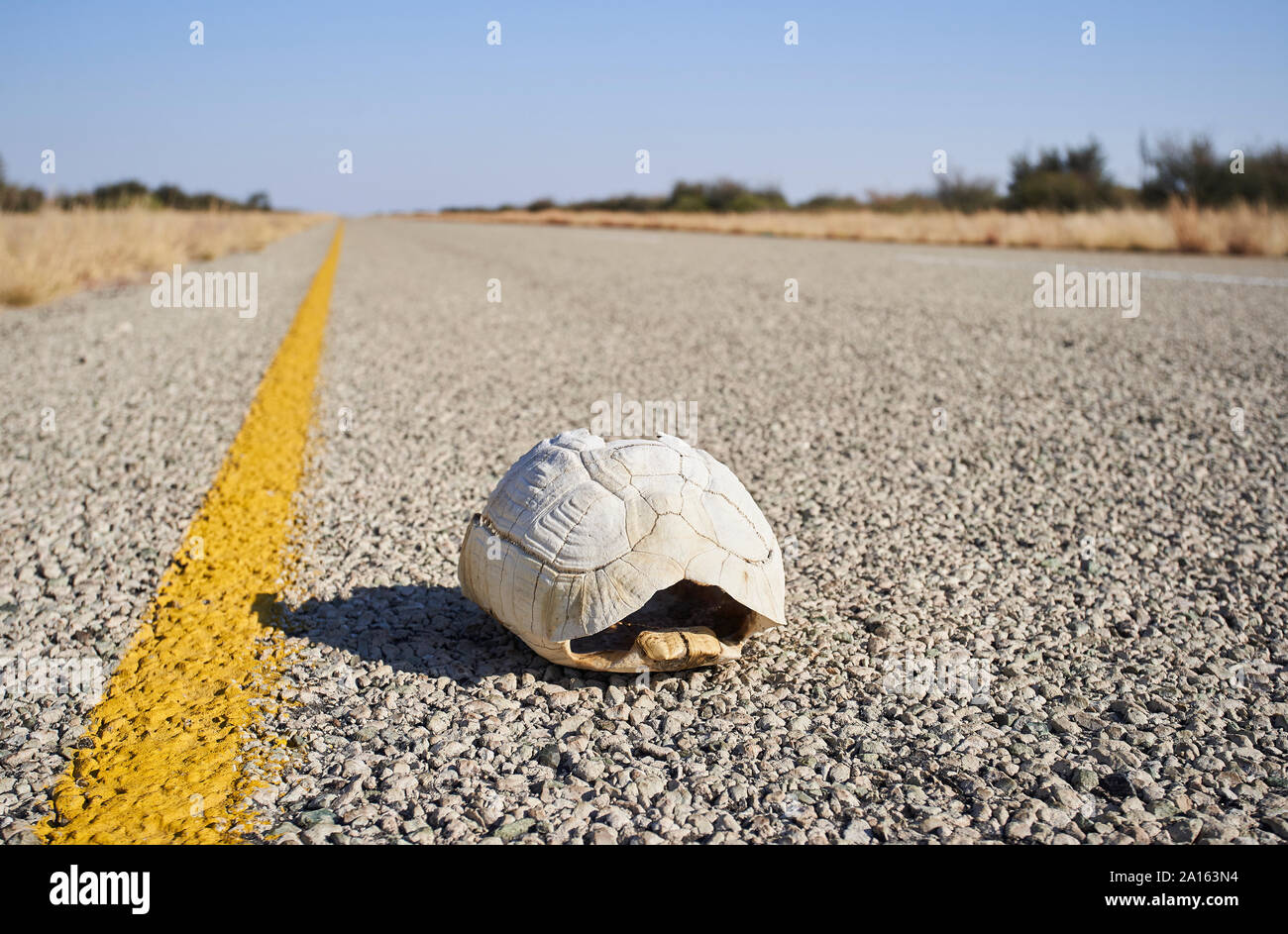 Turtle shell in the middle of the road, Makgadikgadi Pans, Botswana Stock Photo