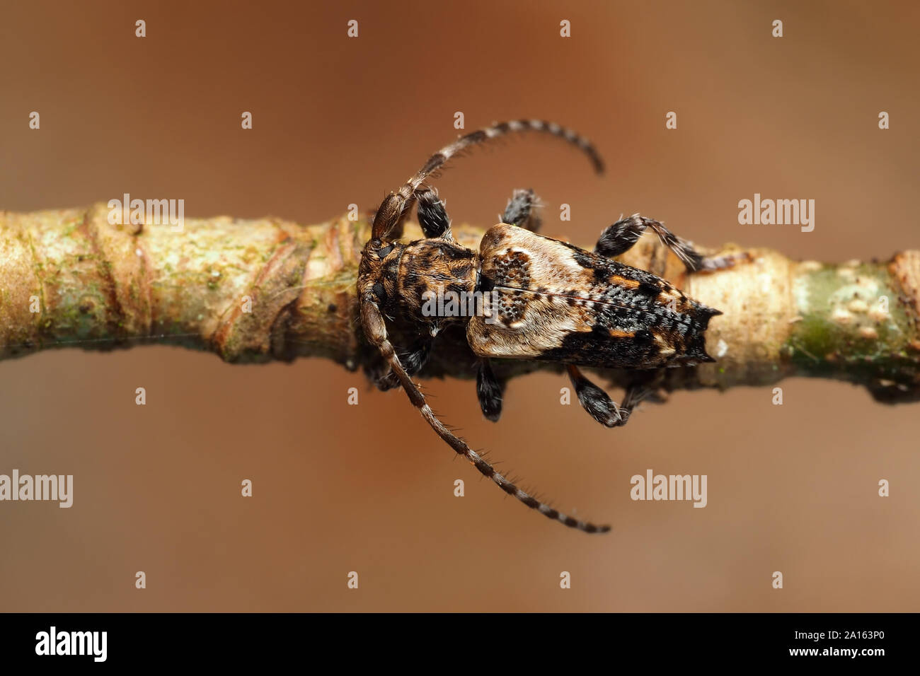 Lesser Thorn-tipped Longhorn Beetle (Pogonocherus hispidus) crawling along twig. Tipperary, Ireland Stock Photo