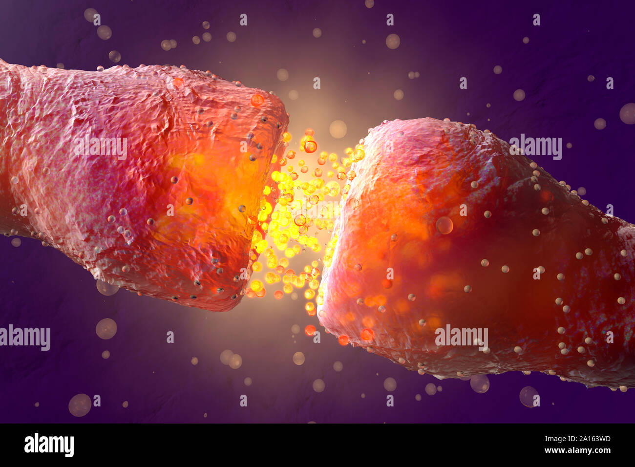 3D Rendered Illustration, visualization of Neurons firing neurotransmitters in the synaptic gap Stock Photo