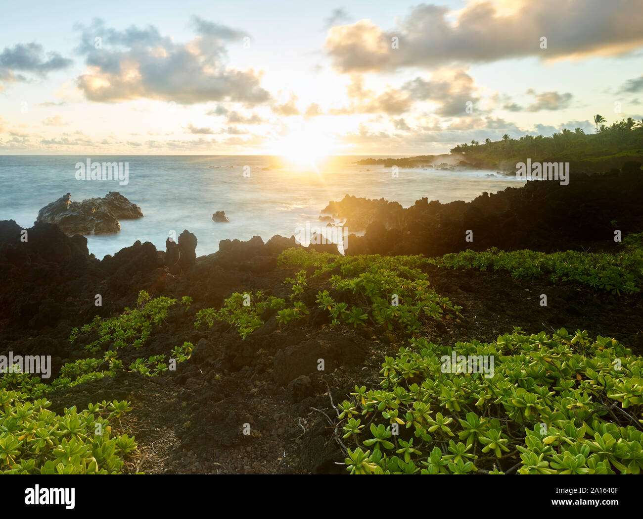 Plants growing at Hana Bay by sea against sky during sunset Stock Photo