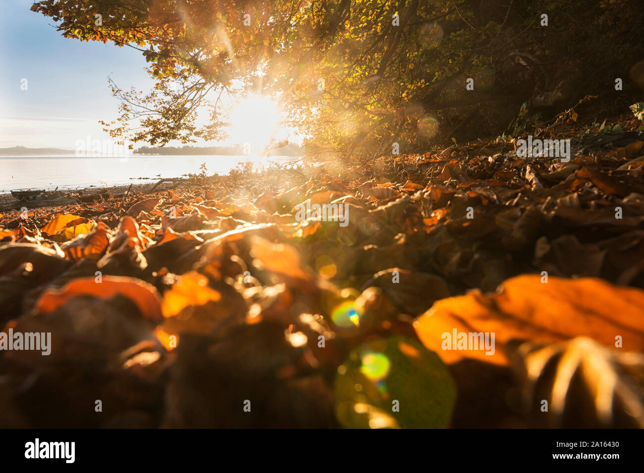 Germany, Baden-Wurttemberg, Leaves and Lake Constance at sunrise Stock Photo