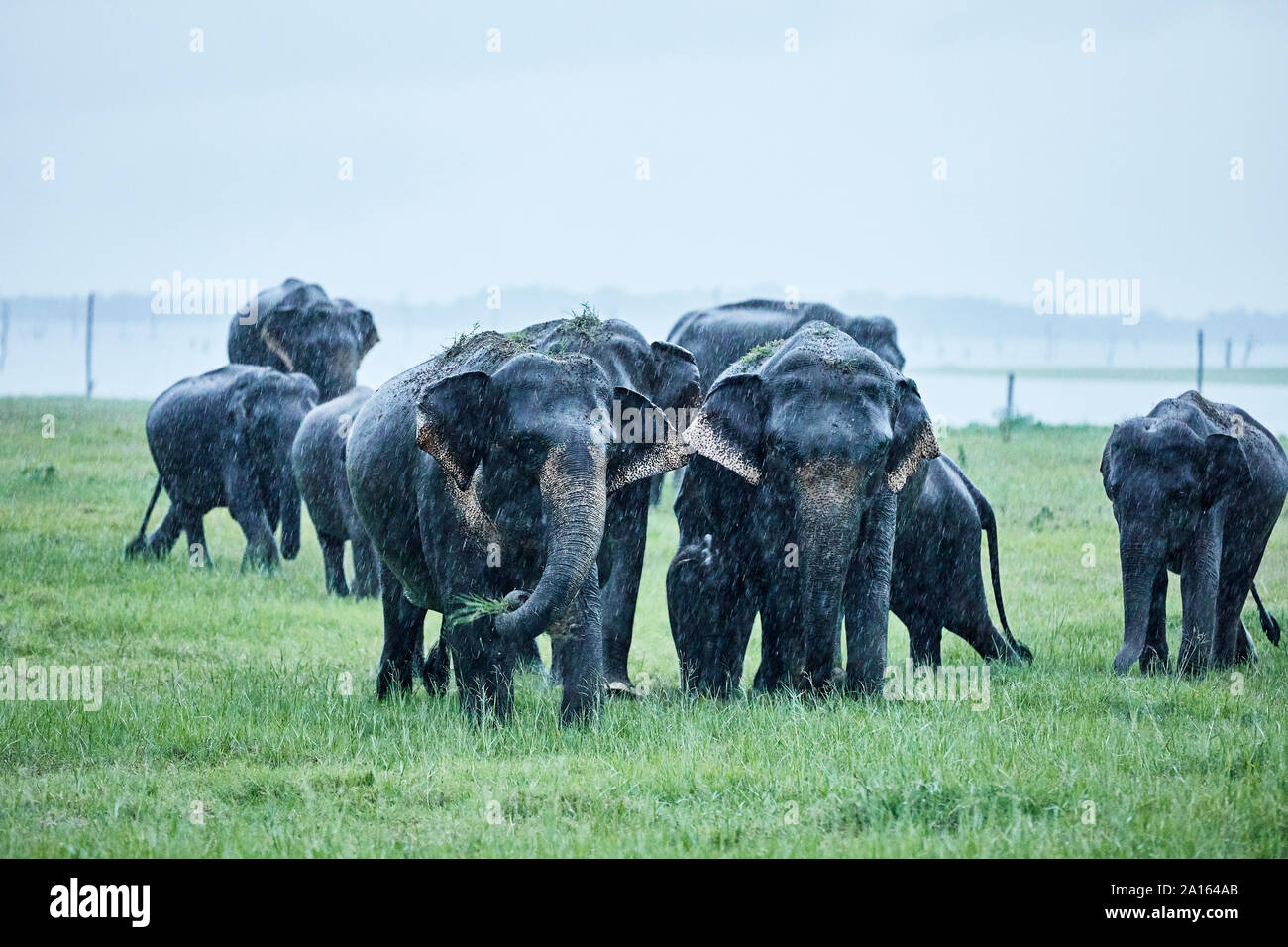 Asian elephants grazing at Kaudulla National Park against clear sky Stock Photo