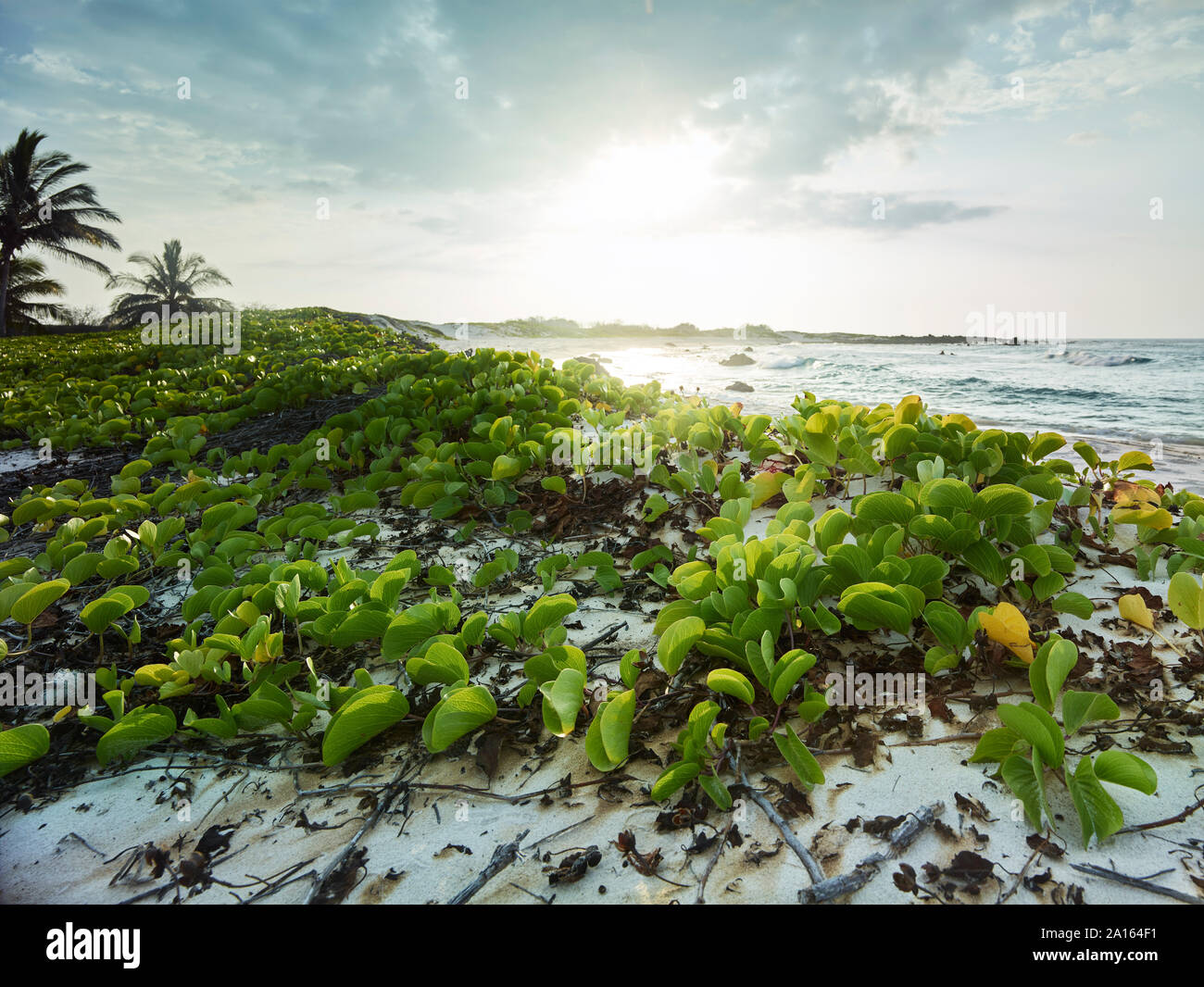 Plants growing at beach by Makalawena Bay against sky during sunset Stock Photo