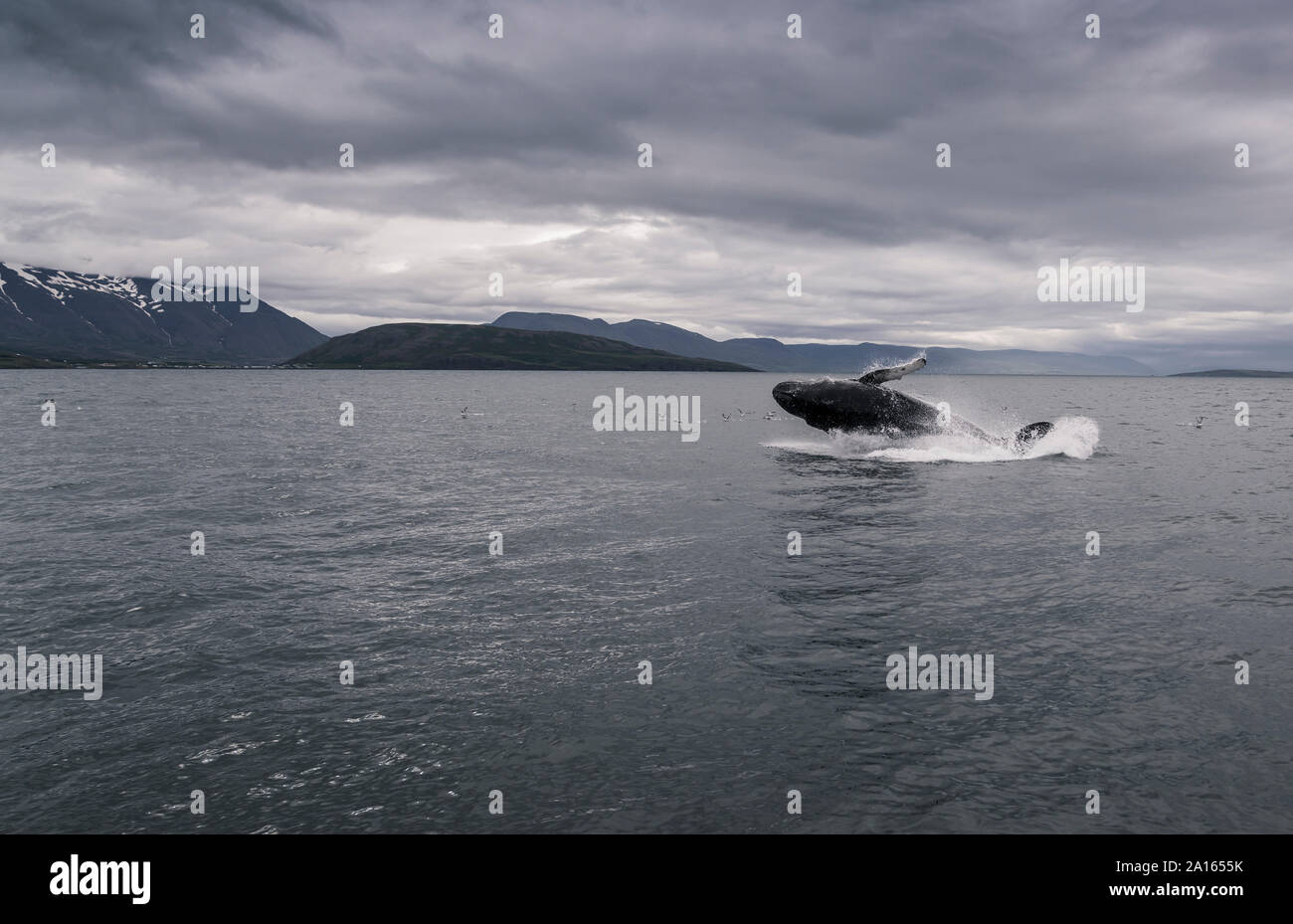Whale Iceland High Resolution Stock Photography and Images - Alamy