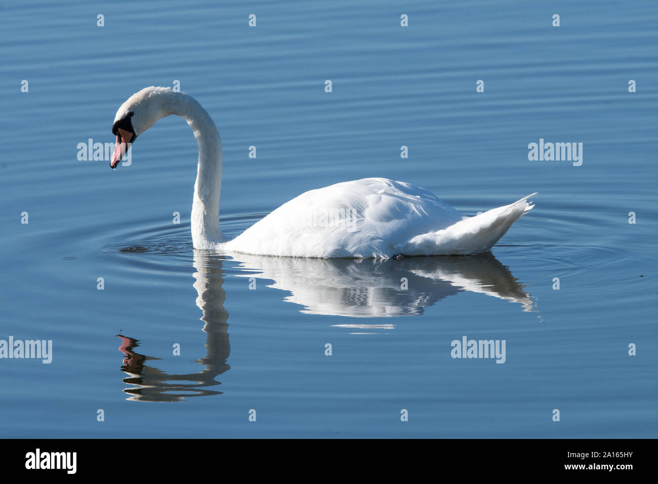 Mute Swan (Cygnus olor) Stock Photo