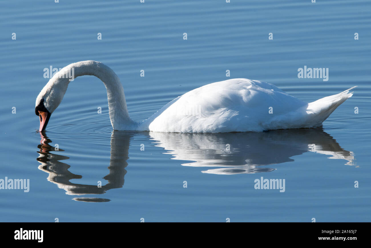 Mute Swan (Cygnus olor) Stock Photo