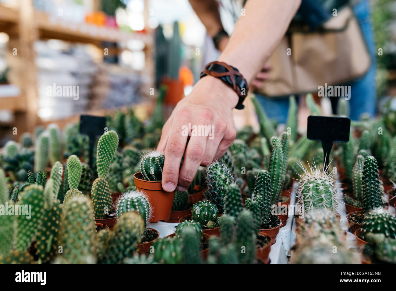 Close-up of a worker in a garden center picking up a cactus Stock Photo