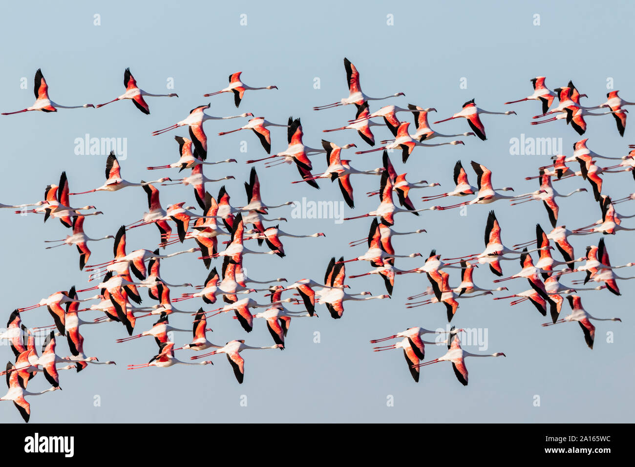 Namibia, Etosha National Park, Greater Flamingo (Phoenicopterus ruber, flying flock of birds Stock Photo