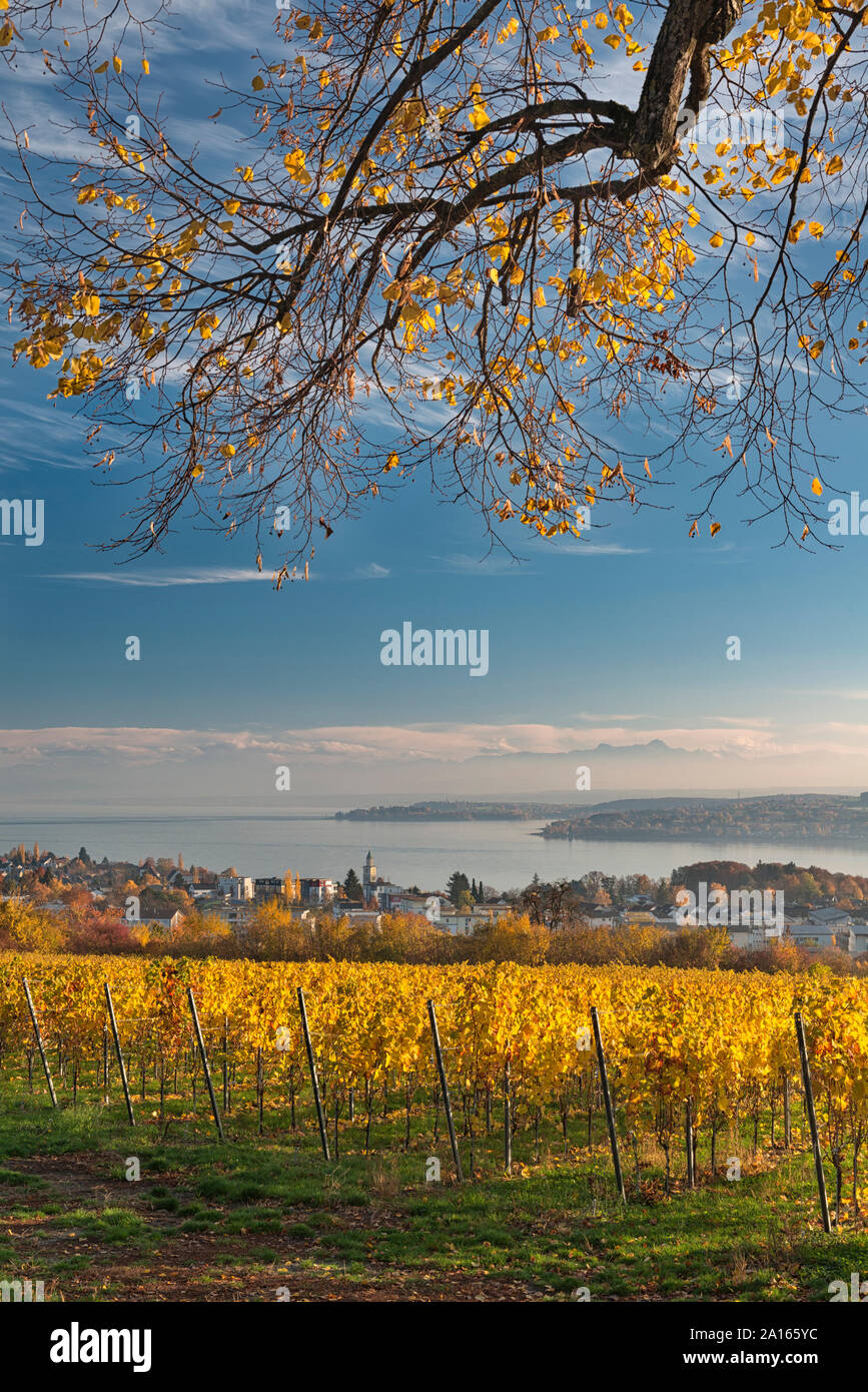 Germany, Baden-Wurttemberg, Uberlingen, Vineyard in Autumn, Lake Constance in background Stock Photo