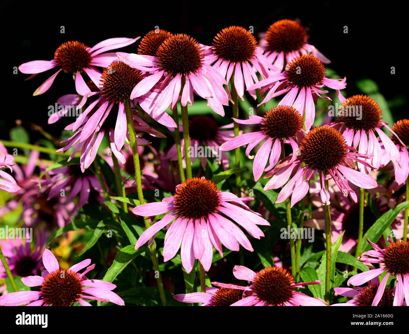 A cluster of Echinacea Purpurea flowers Stock Photo Alamy