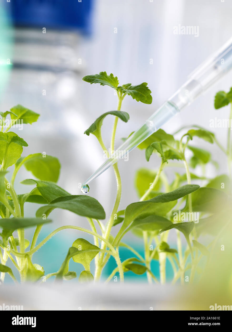 Scientific experiment with plants during an agricultural trial in a laboratory. Stock Photo