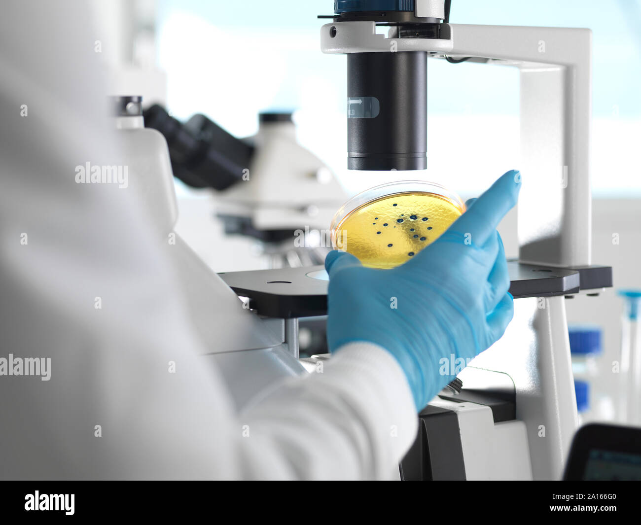 Microbiology, Scientist viewing cultures growing in petri dishes under an inverted microscope in the laboratory Stock Photo