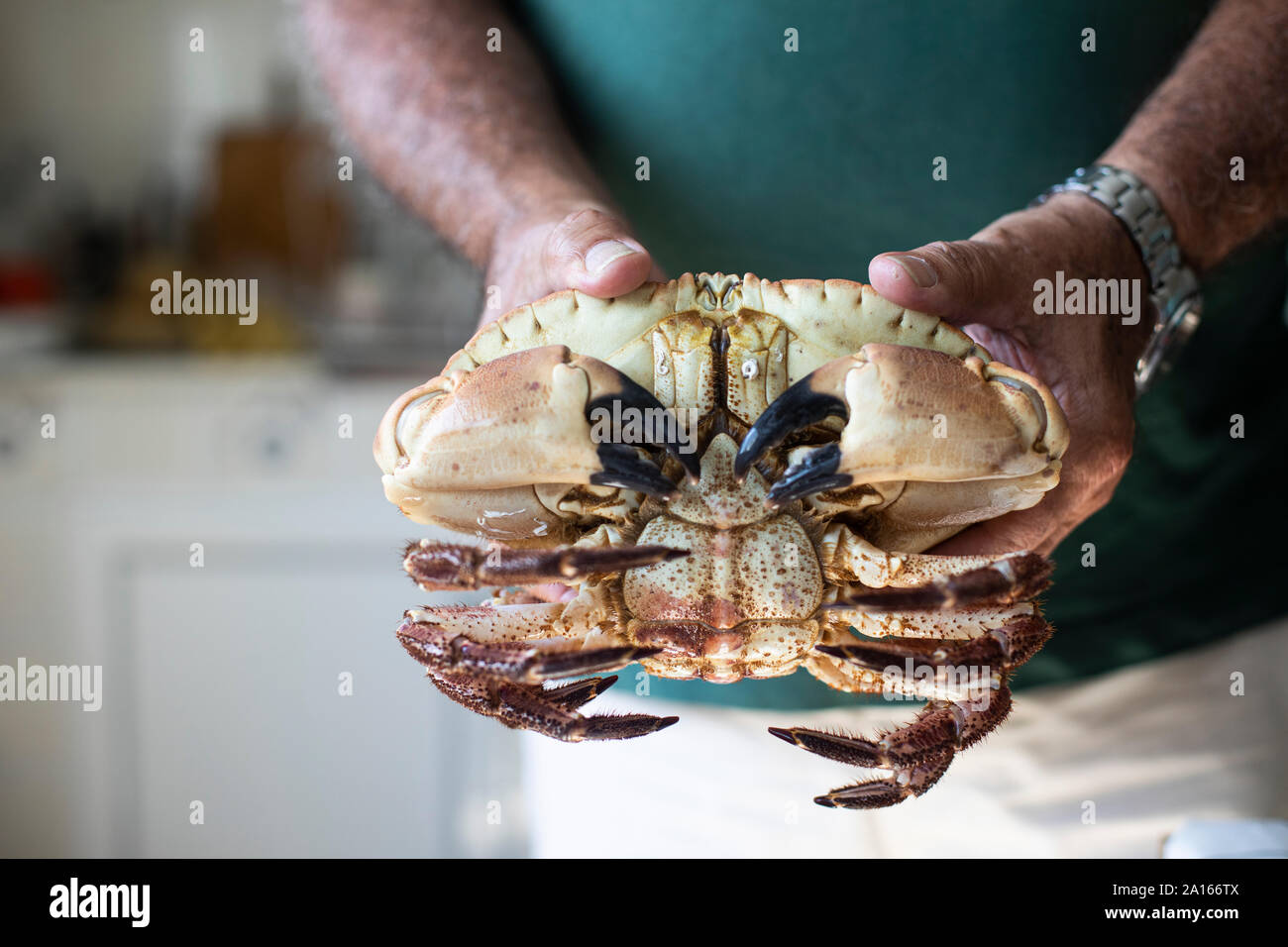 Crab hands hires stock photography and images Alamy