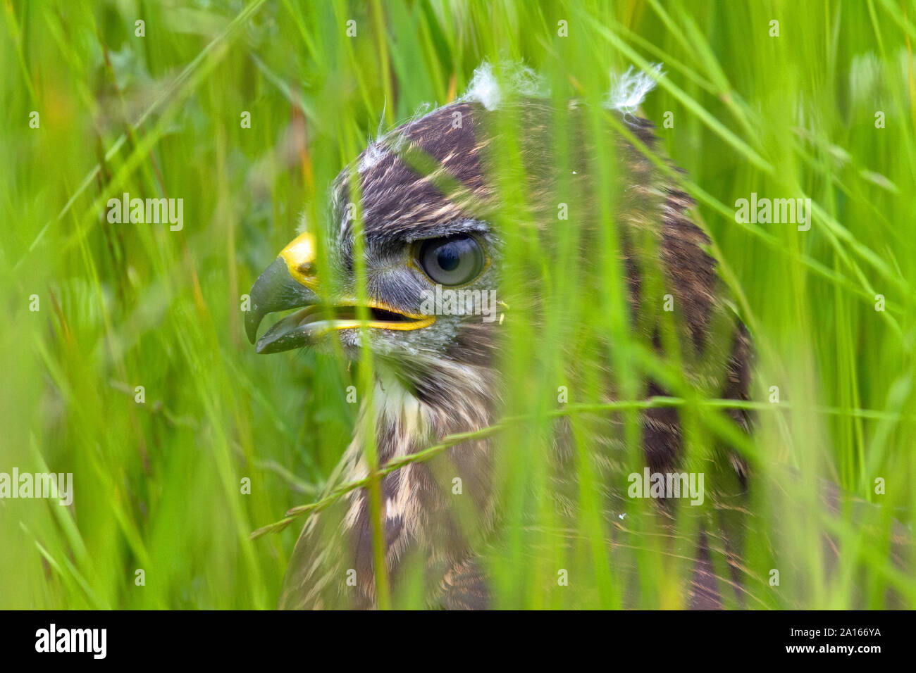 A Eurasian fledgling buzzard in tall grass, Perthshire, Scotland, United Kingdom, Europe. Stock Photo