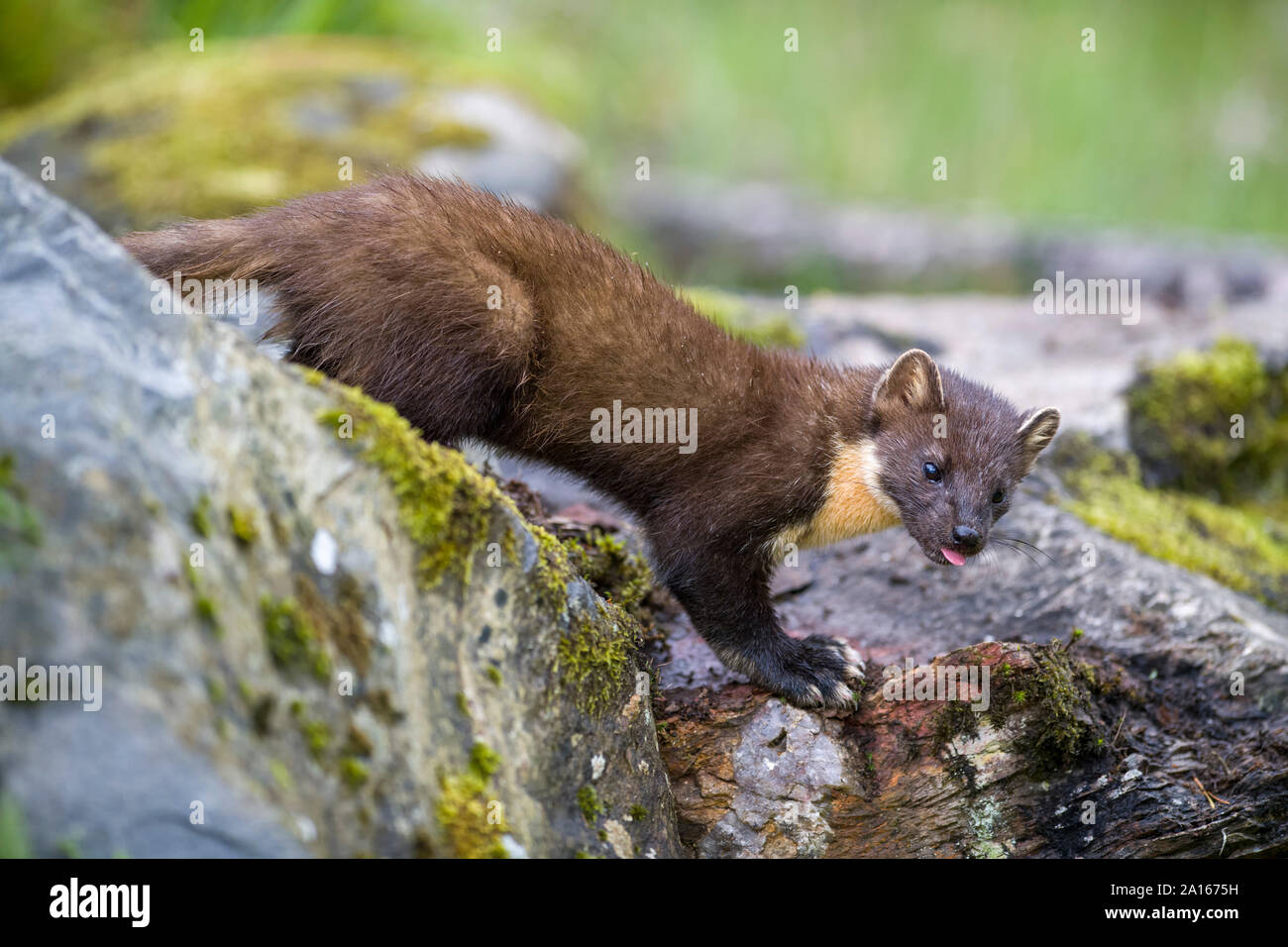 Pine marten in forest at Scotland Stock Photo