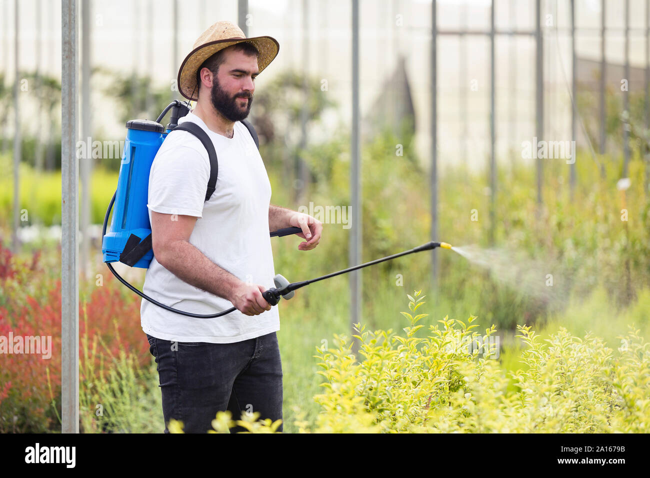Young man spraying herbicide on plants in the greenhouse Stock Photo