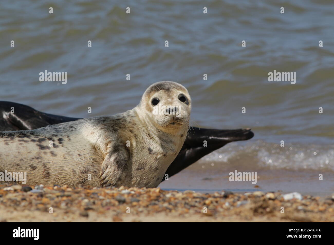 Young grey seal on Horsey Beach, Norfolk Stock Photo