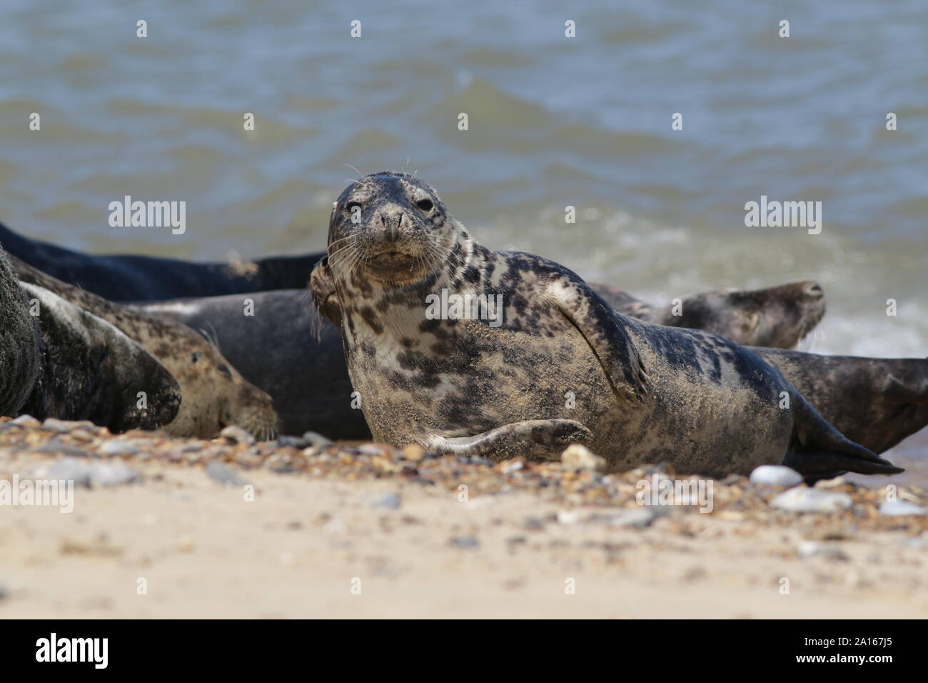 Grey seals resting on Horsey Beach, Norfolk Stock Photo