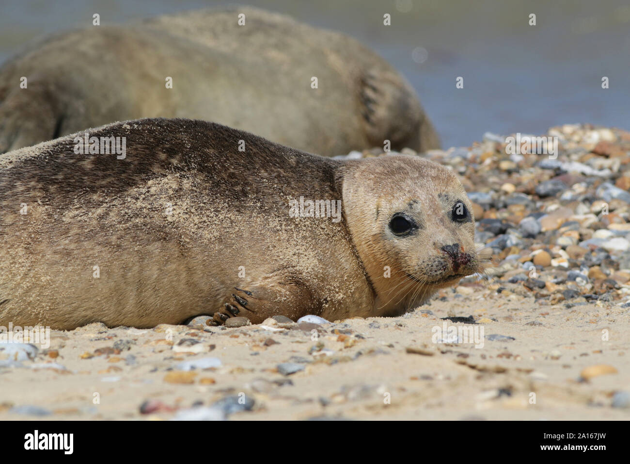 Young common seals on Horsey Beach, Norfolk Stock Photo Alamy