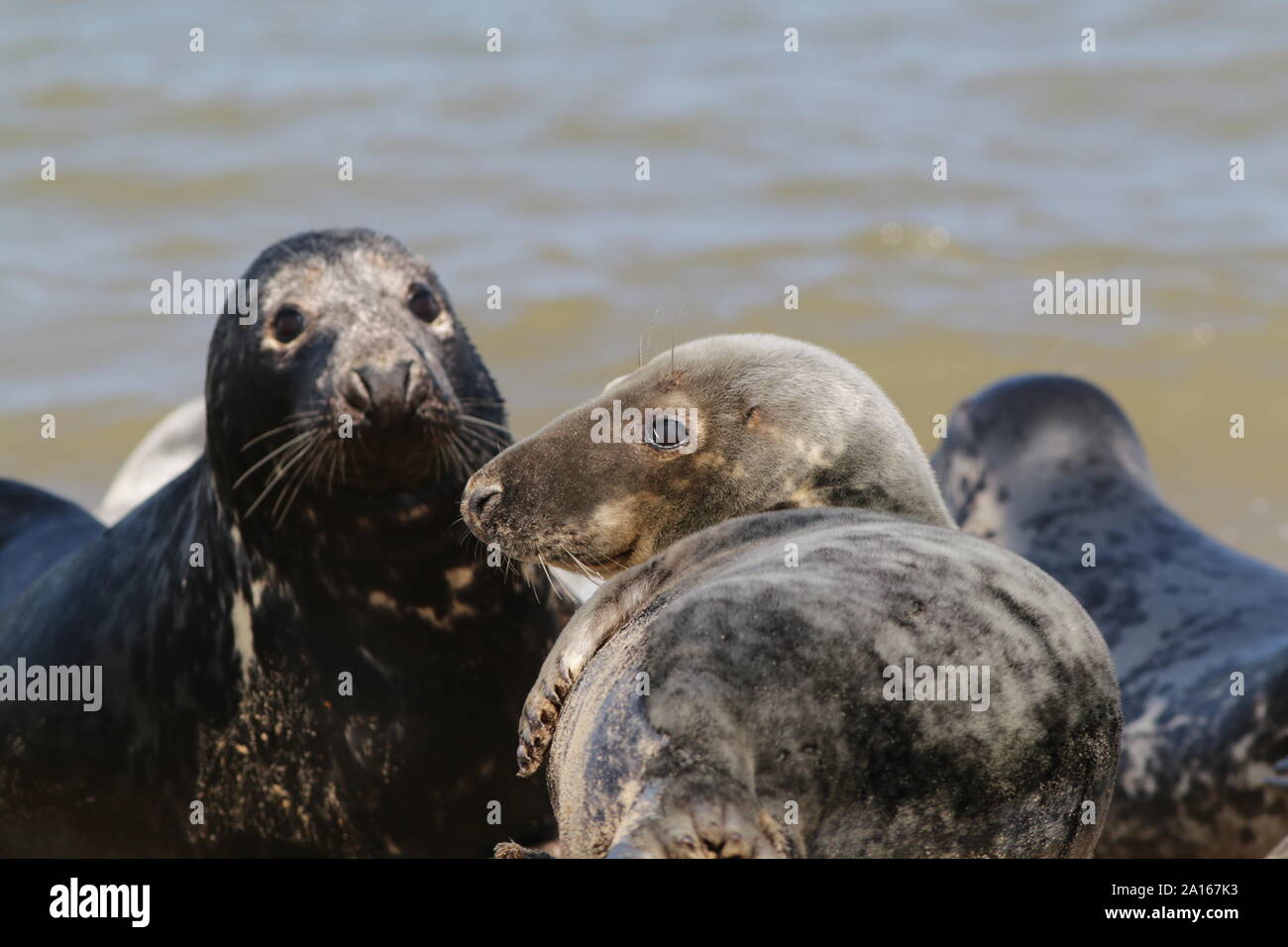 Grey seals resting on Horsey Beach, Norfolk Stock Photo