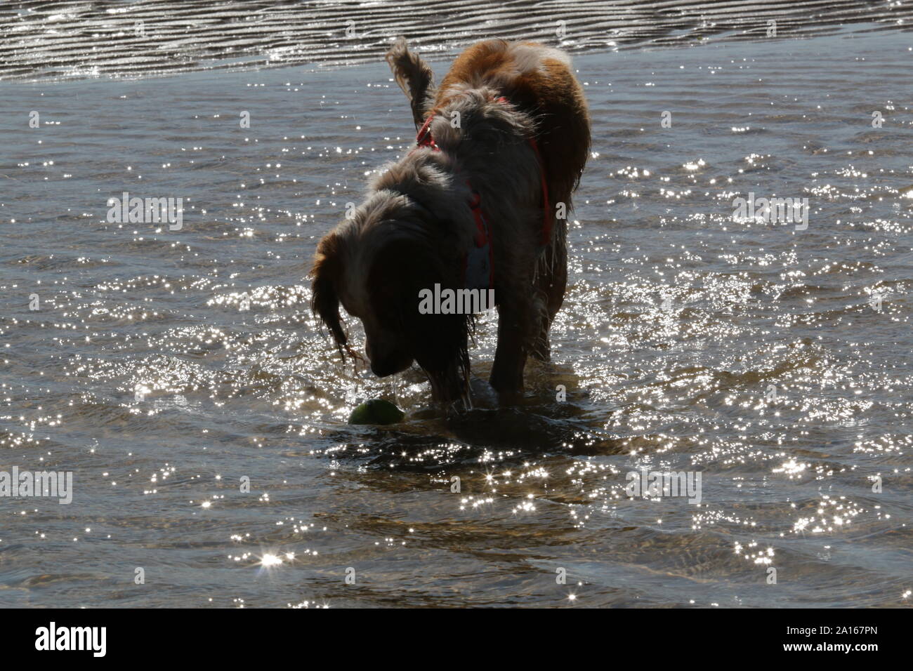 Working cocker spaniel in water on a sandy beach Stock Photo